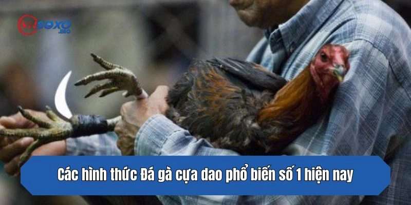 Các hình thức Đá gà cựa dao phổ biến số 1 hiện nay tại sới gà nổi tiếng