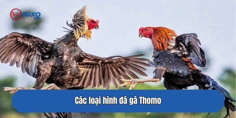 Các loại hình đá gà Thomo