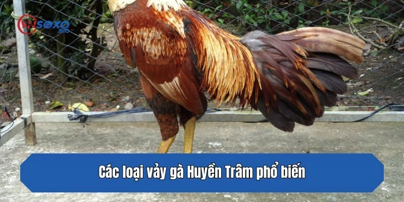 Các loại vảy gà Huyền Trâm phổ biến