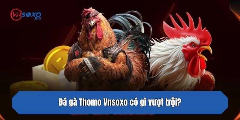 Đá gà Thomo Vnsoxo có gì vượt trội?