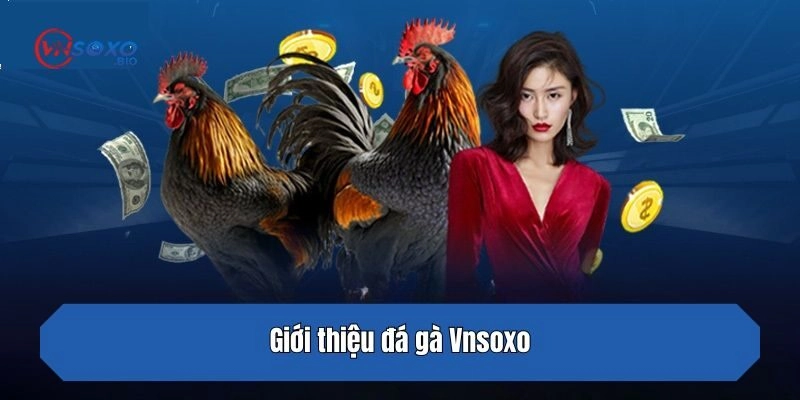 Giới thiệu đá gà Vnsoxo