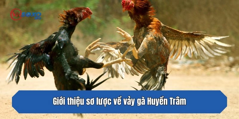 Giới thiệu sơ lược về vảy gà Huyền Trâm