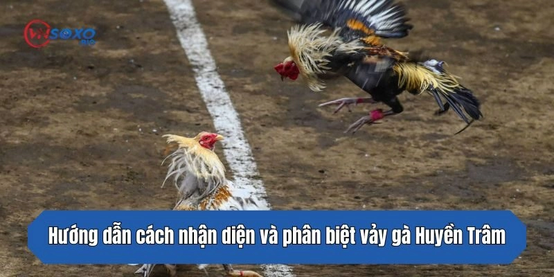 Hướng dẫn cách nhận diện và phân biệt vảy gà Huyền Trâm