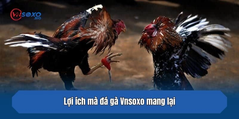 Lợi ích mà đá gà Vnsoxo mang lại