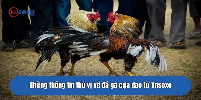Những thông tin thú vị về đá gà cựa dao từ Vnsoxo