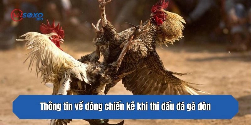 Thông tin về dòng chiến kê khi thi đấu đá gà đòn