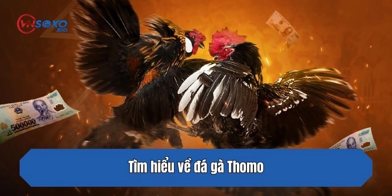 Tìm hiểu về đá gà Thomo