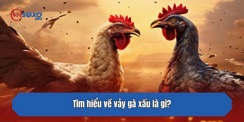 Tìm hiểu về vảy gà xấu là gì?
