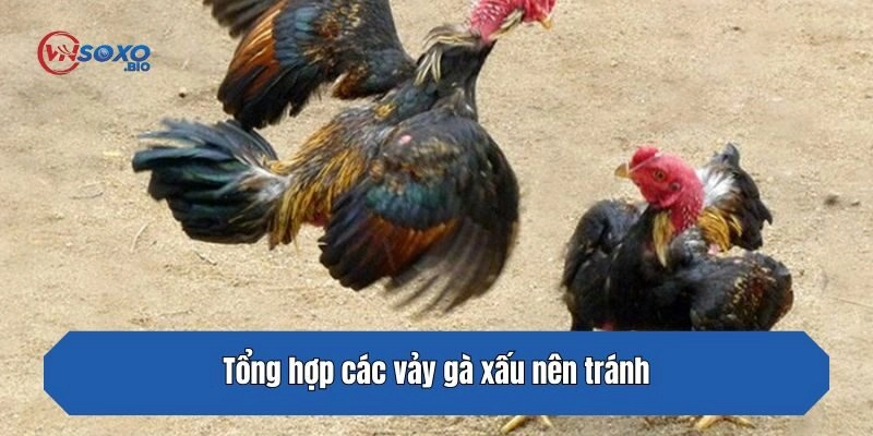Tổng hợp các vảy gà xấu nên tránh