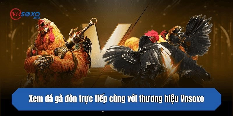 Xem đá gà đòn trực tiếp cùng với thương hiệu Vnsoxo